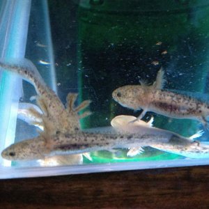 Babies not long before they went to new homes.