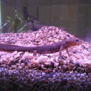 1 of my 2 I have in my 40 gallon tank