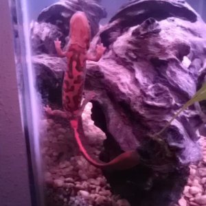 pose for the camera