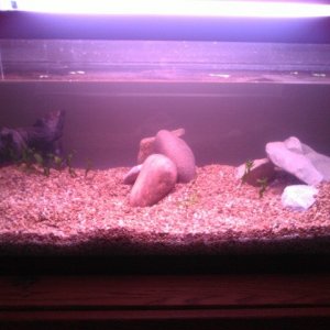 tank before i placed a glass divider