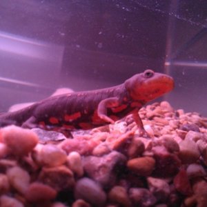 this one wont put that arm down on the ground after him/her got in a fight with a tankmate