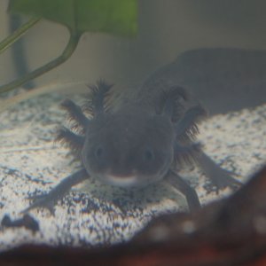 Male spotted melanoid.