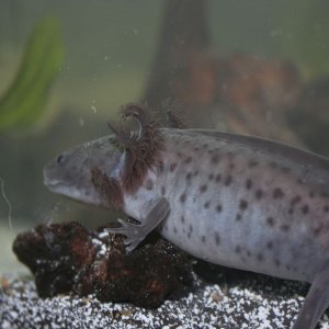 My male spotted melanoid.