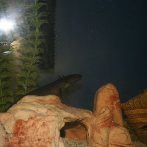 My female melanoid.