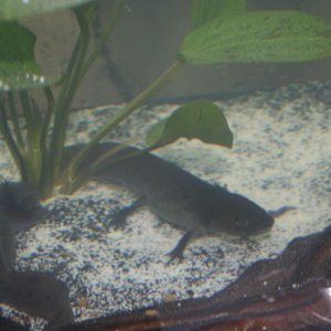 My male (left) and female (right).