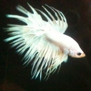 "Ice" the Platinum White Crowntail Betta