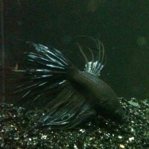 "Spider" the Black Crowntail Betta