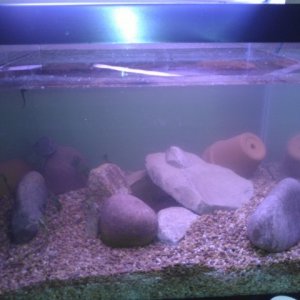 tank1