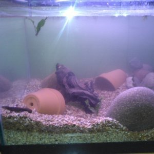 tank