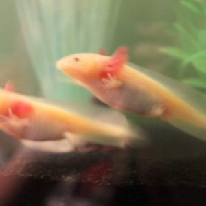 synchronized swimming (~5 months)