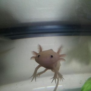 Yoshi says hi!