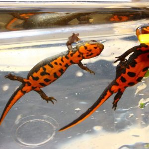 Underside of my newts what sex are these guys ?