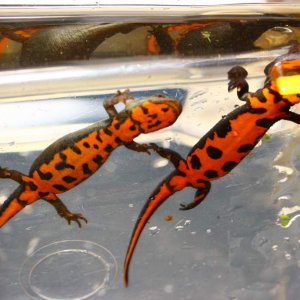 underside of newts