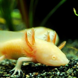 Golden Albino