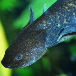 Wild Type - mid-swim