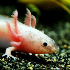 Leucistic