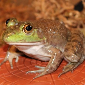 Kermit