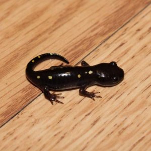 This is the runt.