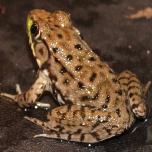 Nice black spots and stripes.
