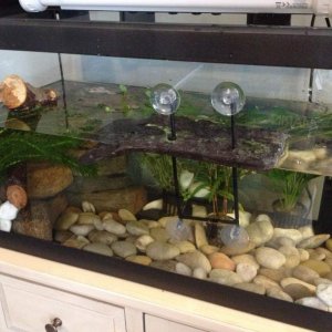 New 60L aquarium