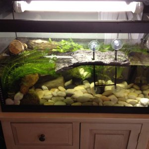 New 60L aquarium