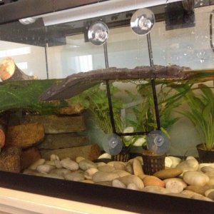 New 60L aquarium