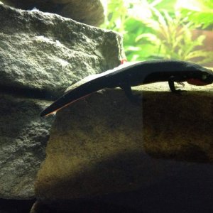 Newt with fat/swollen throat?