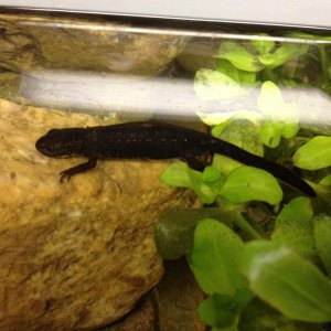 Newt with small white dots along its back