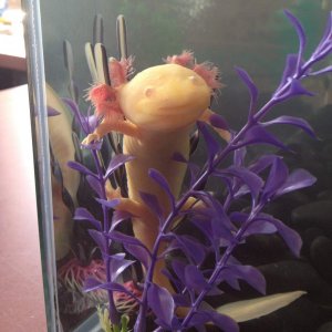 Artemis decides she wants to evolve out of the water, and begins to practise tree-climbing