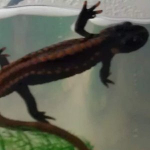 nobbly newt