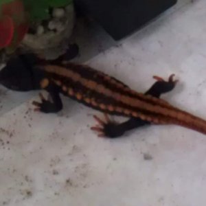 nobbly newt 1