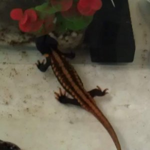 nobbly newt 2