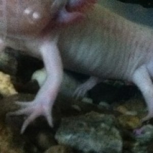 yin, male or female?