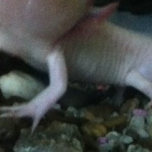 yin, male or female?