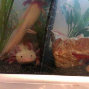 tony meeting his lady friends