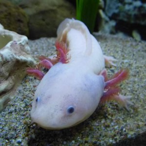 Martian - 1.5 year old male leucistic