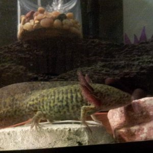 Eye-balling my food dish...