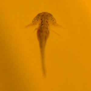 2 month old baby axolotl larvae