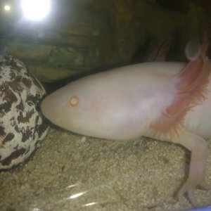 Good night pinky