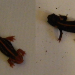 Newts