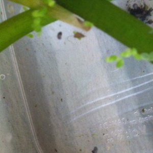 A picture of a couple of eggs that were sent to me with my two axies :) I hope they hatch!