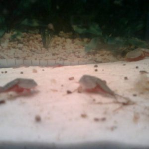 triops