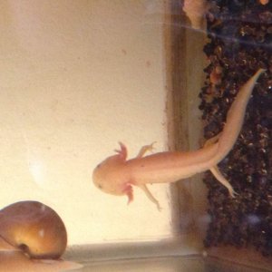 Zelda.... Standing up?... She does this from time to time. Even swims up the top with Desmond when I assume they're bored.