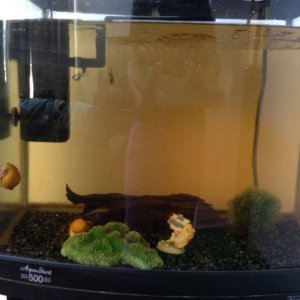 Their tank. A little boring I know but it's soon to be made interactive.