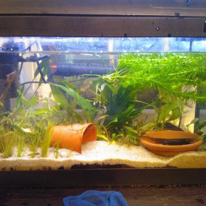 this is new walstad tank for T.verr