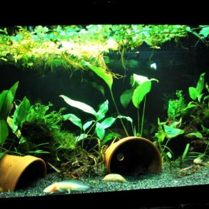 40 gallon breeder aquarium, generously planted that houses 3 axolotls accompanied by ghost shrimp and guppies.