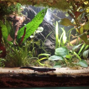 cutie newty in her new styled swamp.