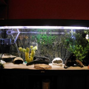 Tank setup