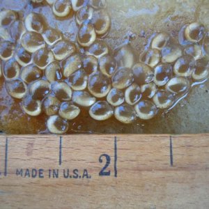 Day 17   3rd photo   ruler made and eggs laid in the USA
