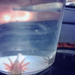Darwin <3